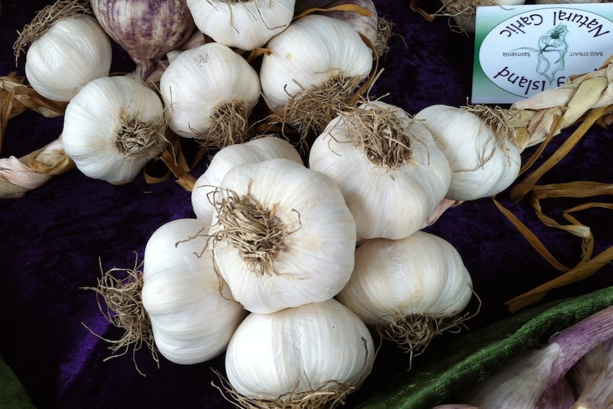 It's all about garlic