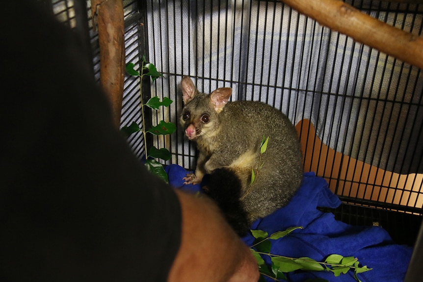 An adult female possum in a cage with leafy branches and tree branches.