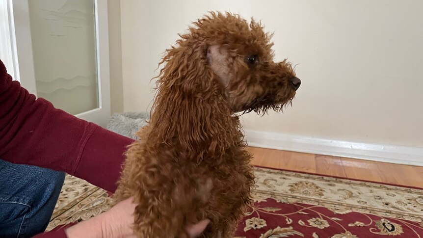 A brown fluffy dog with some shaved fur being held on a rug