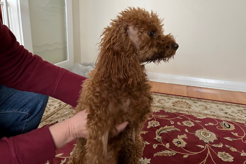 A brown fluffy dog with some shaved fur being held on a rug