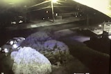 CCTV of shooting outside Attwood, Vic house