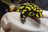 a black-and-yellow frog on a gloved hand.