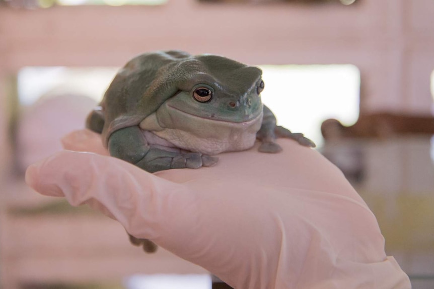 A gloved hand holds an overweight common green tree frog that has taken on a blue colouration.