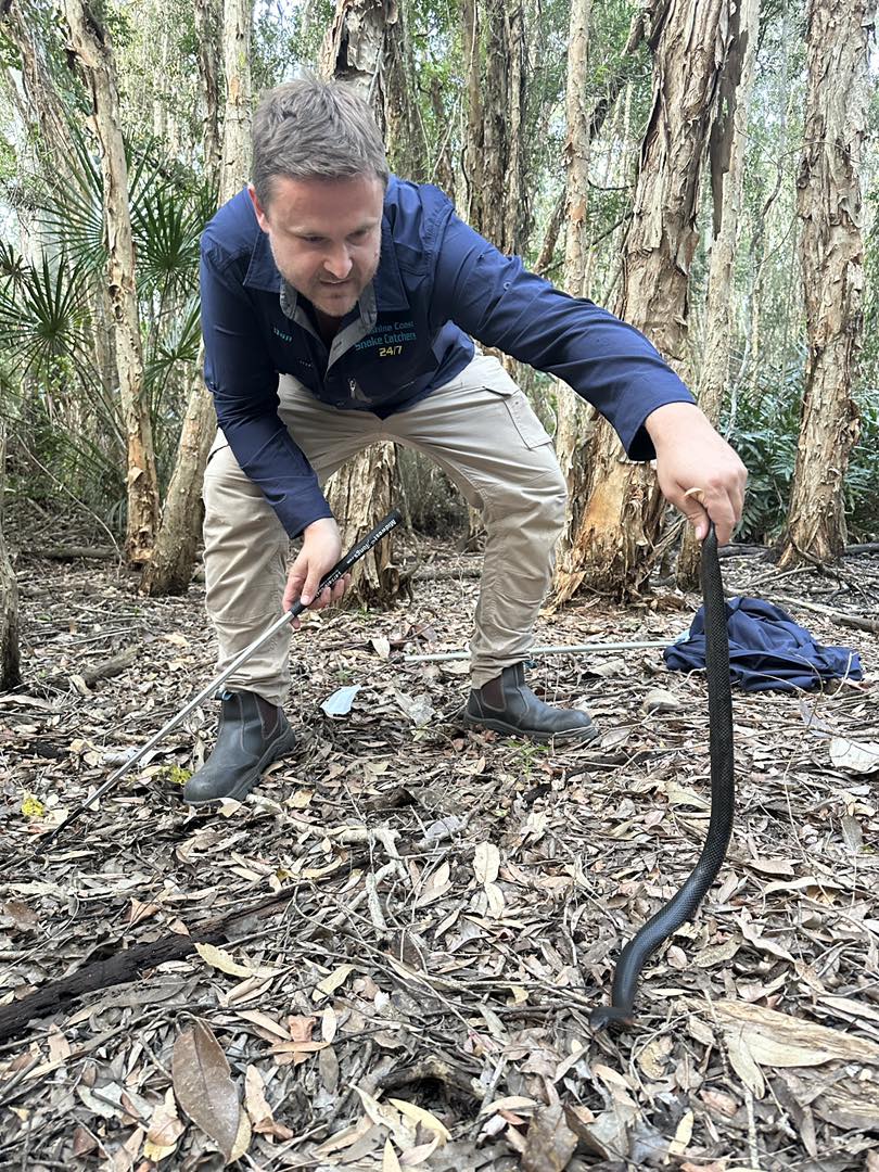 Snake Catcher Warns Of More Venomous Snakes With Warmer Weather And El ...