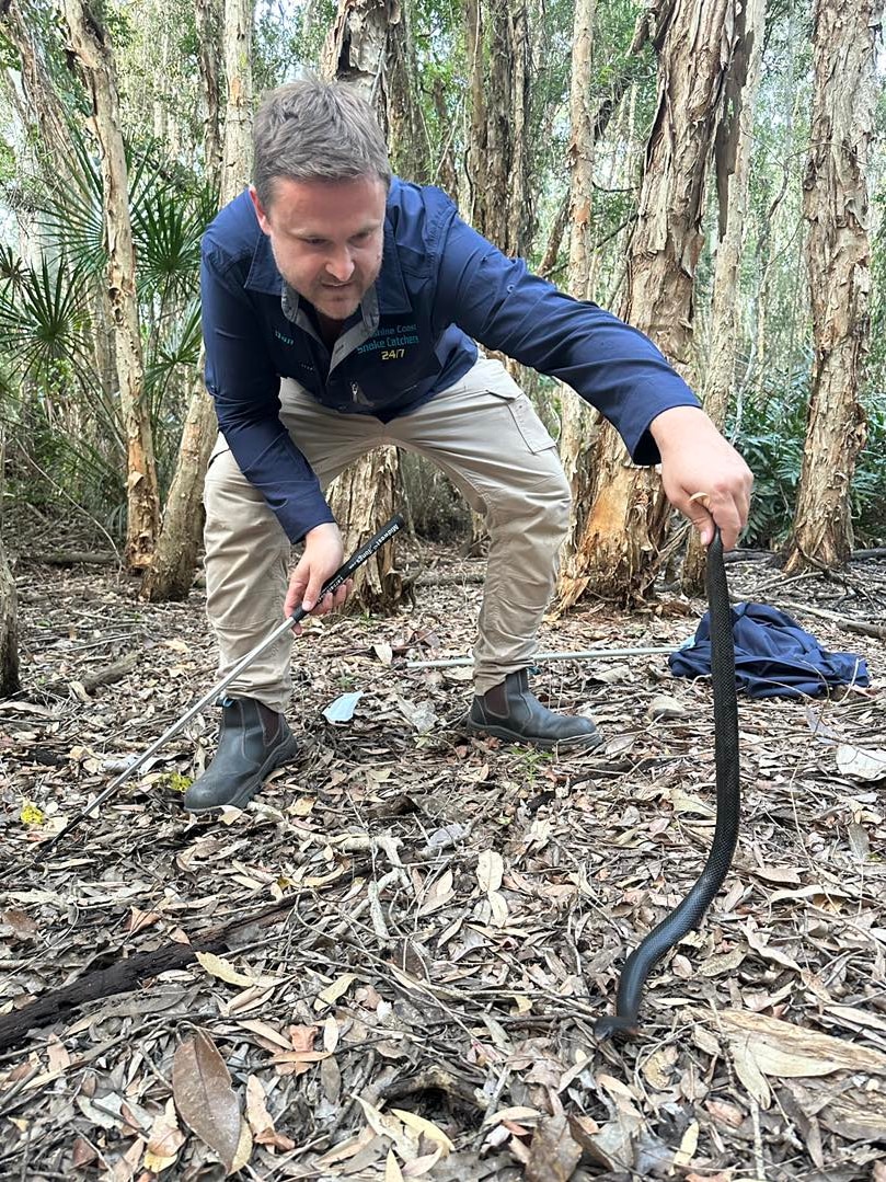 Man holding black snake preparing to let it go into onto leaf litter in bush, surrounded by paper bark trees and low scrub