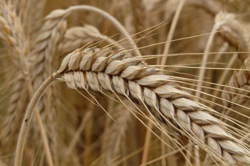 Close-up of barley