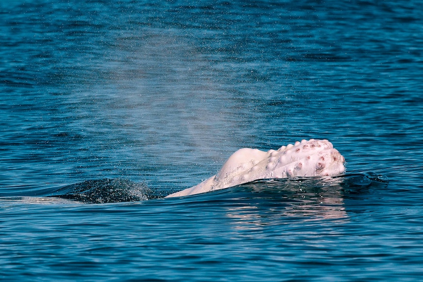 The top of a white whale in water