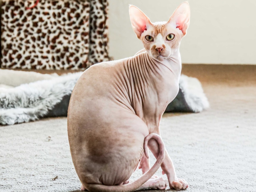 A hairless cat sits up on the carpet