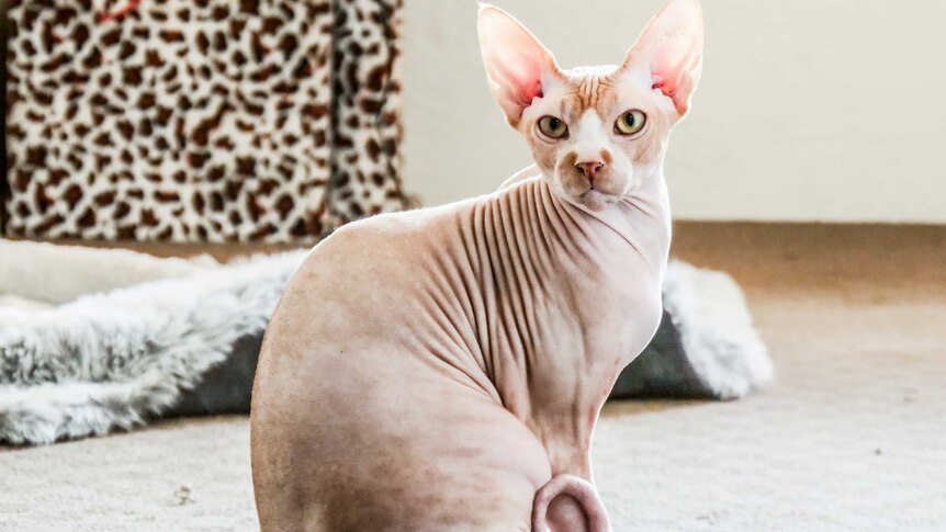 A hairless cat sits up on the carpet.