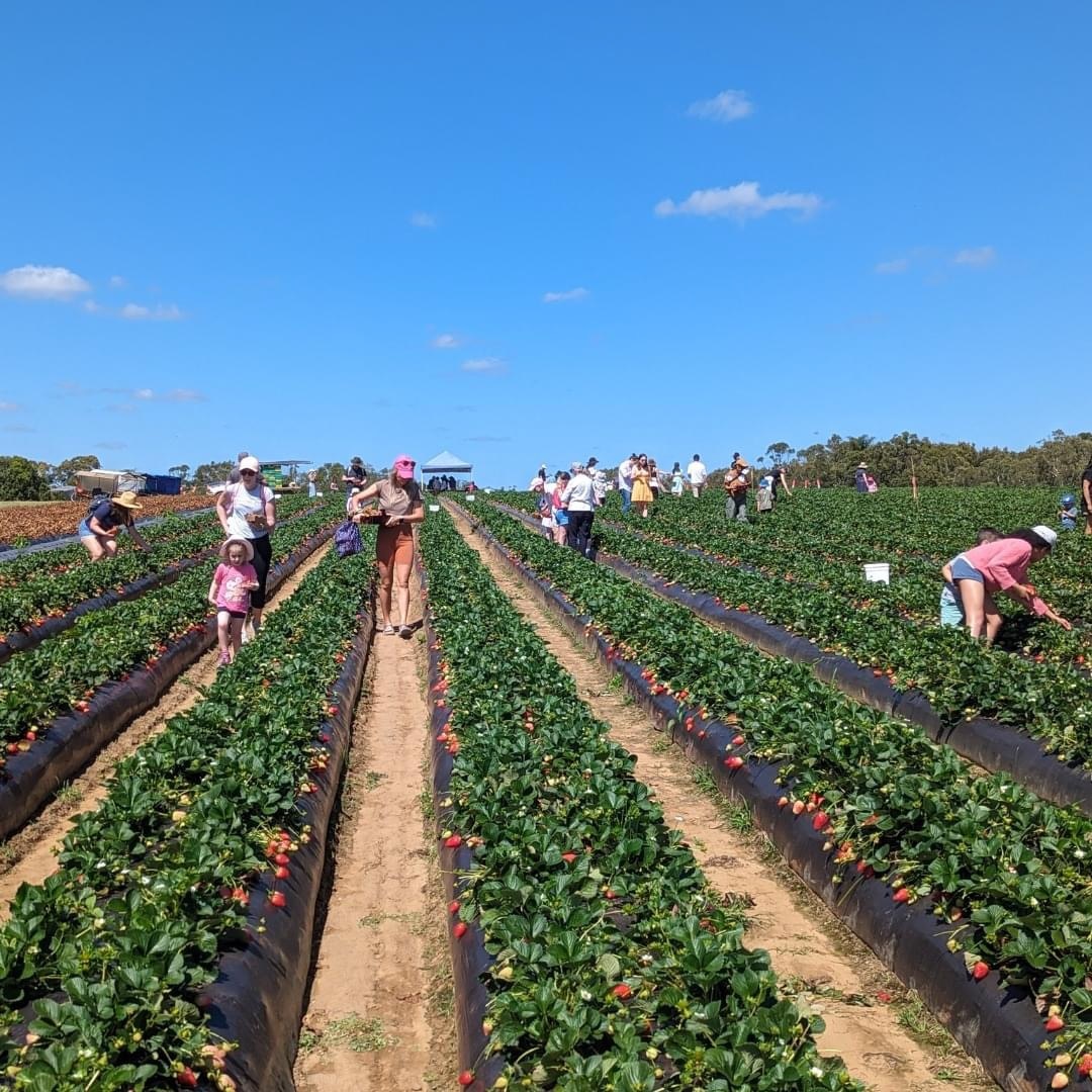 People picking strawberries in a field.