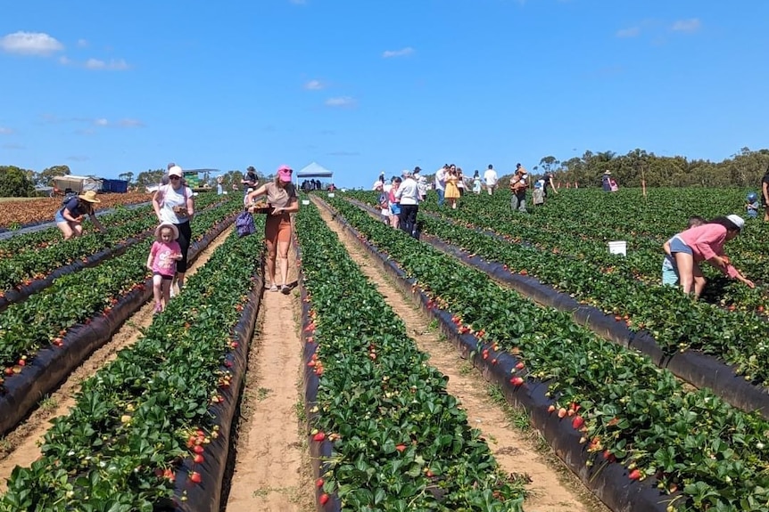 People picking strawberries in a field.