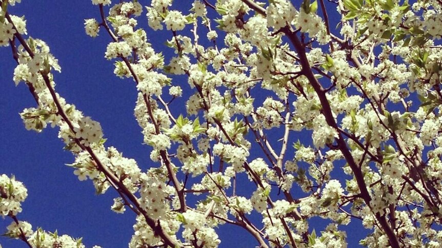 Spring blossoms in bloom.