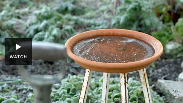 A frozen birdbath in a cold garden. Has Video.