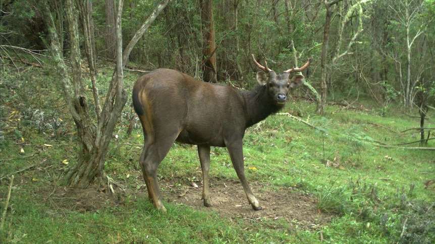 Sambar deer in a forest