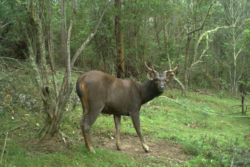 Sambar deer in forest