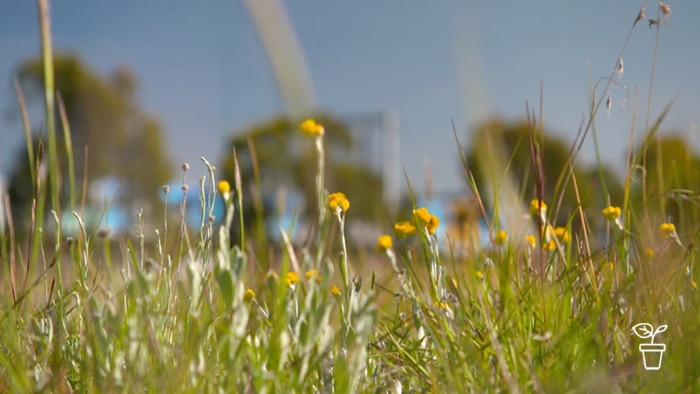 Low angle view of grasslands with small yellow flowers growing