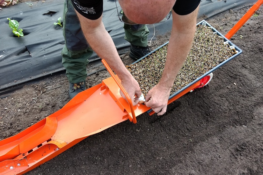 Loading the Paper Pot Planter with leek seedlings