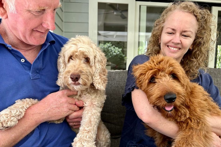 White curly haired dog and brown curly haired dog being held by owners