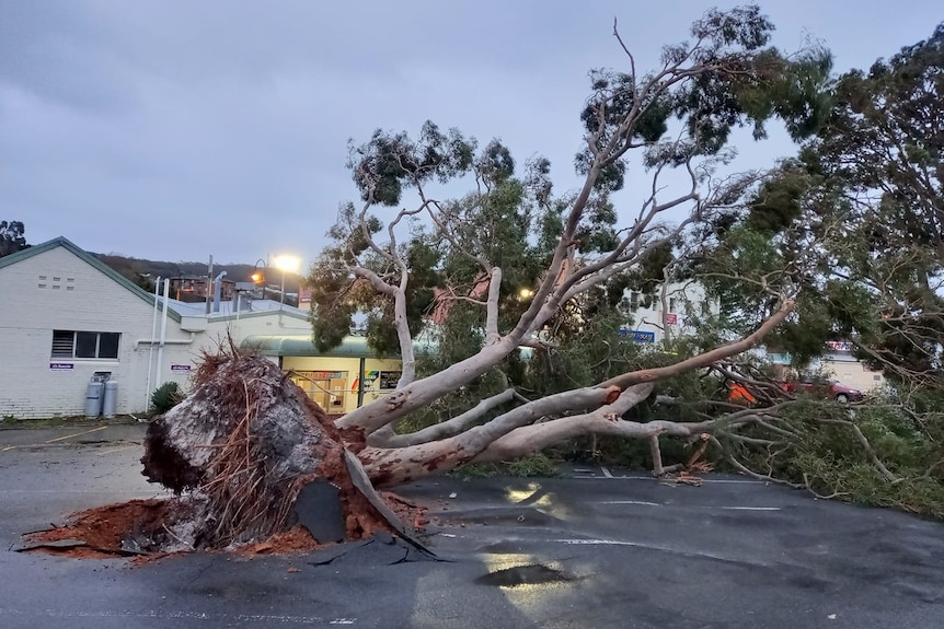 A tree brought down by high winds