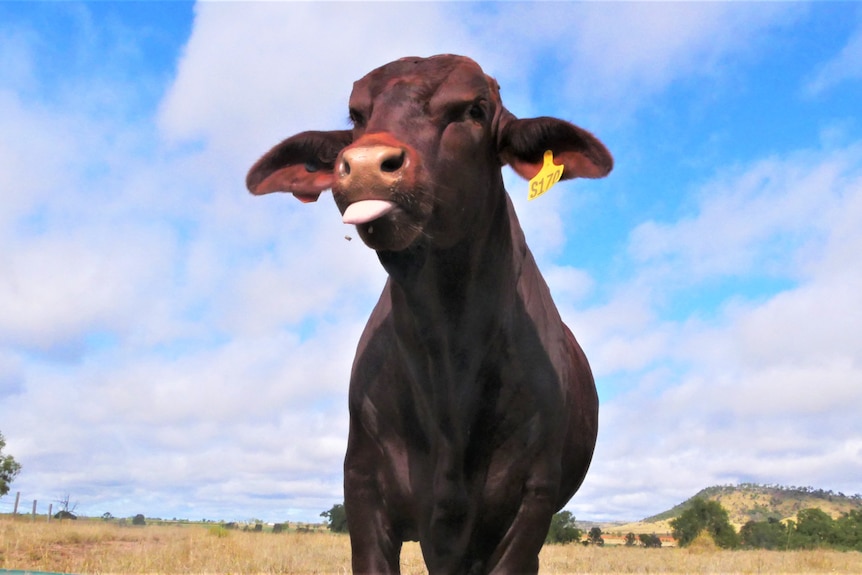 A dark red coloured bull pokes its tongue out as its eating. The bull is standing in a paddock under a bright blue sky