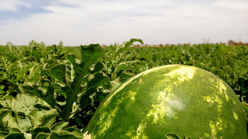 A Watermelon farm