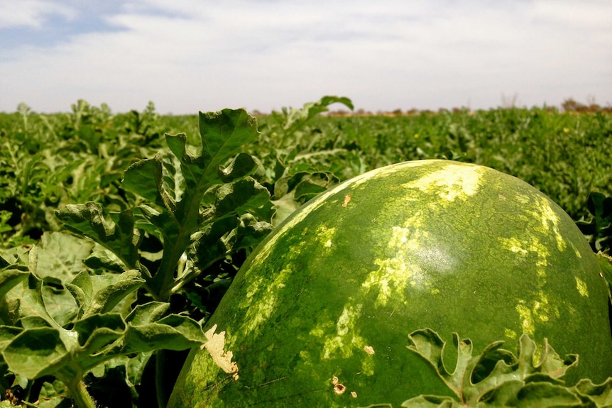 A watermelon in a field at a central Australian farm