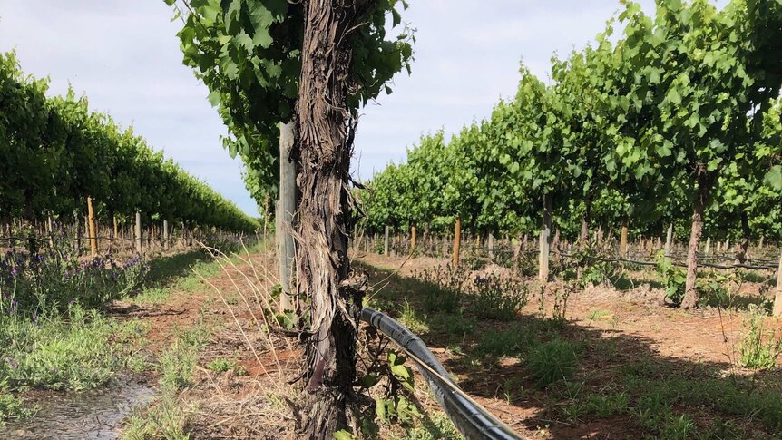 Black drip feed irrigation pipe spraying water among rows of vines.