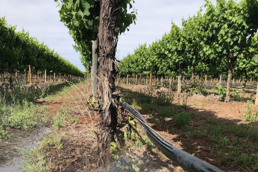 Black drip feed irrigation pipe spraying water among rows of vines.