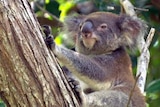 Decent generic tv still of a koala sitting in a tree. Added Feb 26, 2010.