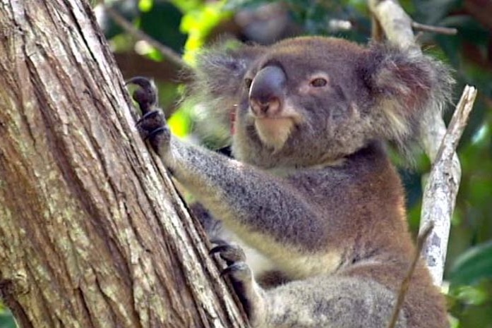 Conservationists say logging will destroy koala habitats