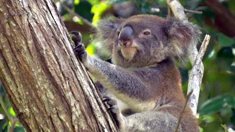 koala sitting in a tree.