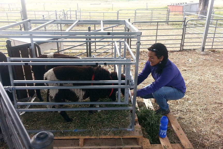 PhD student Grisel Navarro, from UQ's School of Veterinary Science, with a sheep.