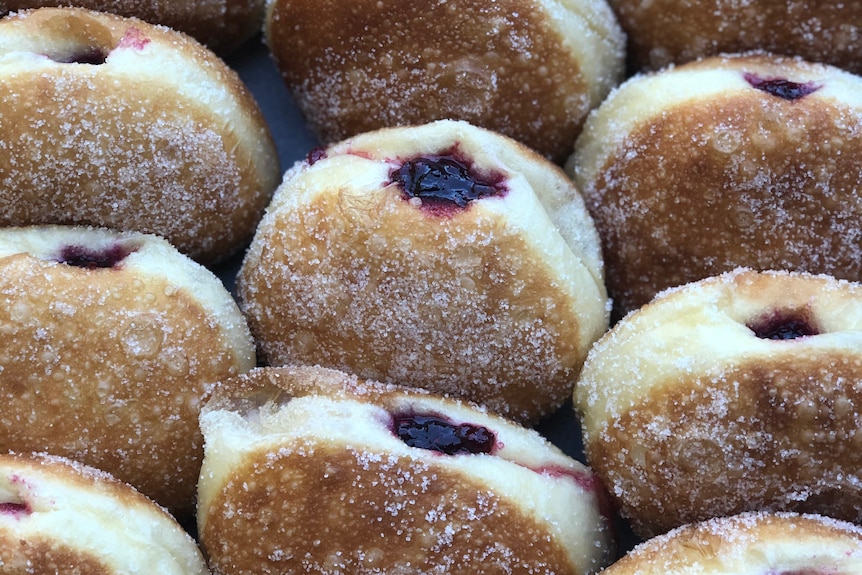 Rows of jam filled donuts, rolled in sugar, filled donuts are a beloved Hanukkah treat.