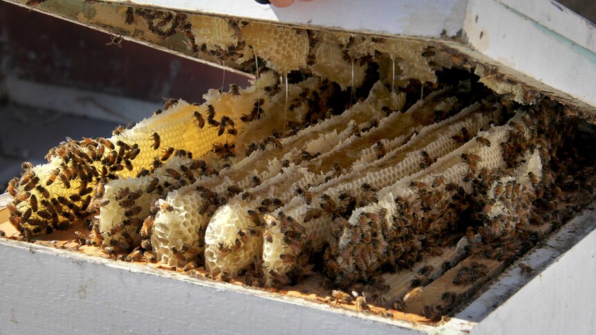 The lid is lifted on a beehive.