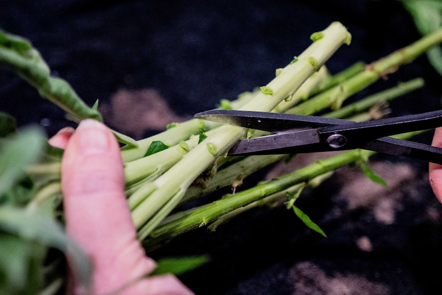 A close up of a pair of black scissors cutting through a green flower stem.
