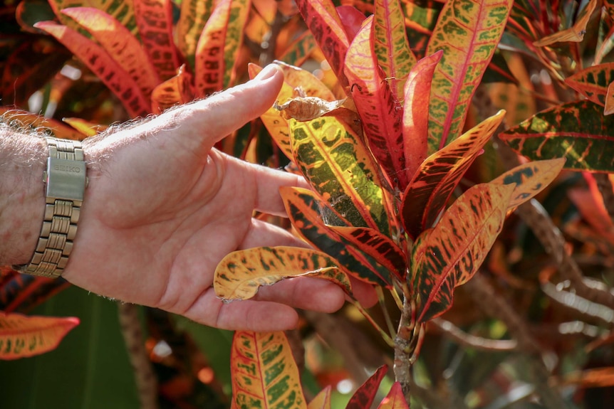 A hand touches some colourful plant leaves
