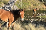 Two brown wild  horses stand in a water hole in the national park