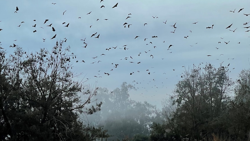 Hundreds of bats fly among trees above long grass.