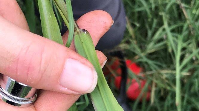 Tiny white spot on a piece of grass being held in the researchers hand.
