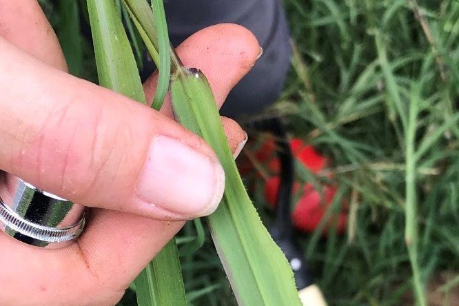 Tiny white spot on a piece of grass being held in the researchers hand.