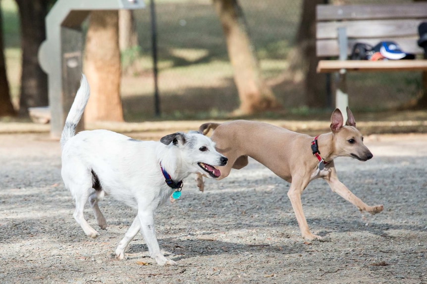 Two dogs running in dog park