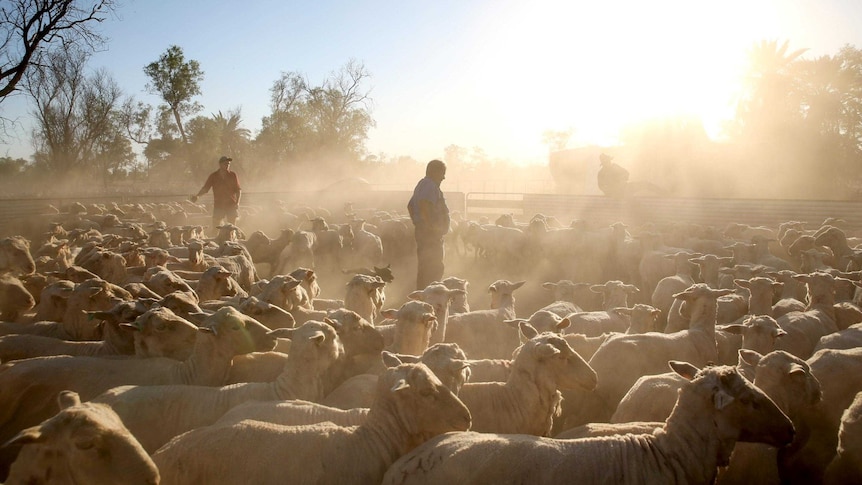 Late afternoon sun streams through dust being stirred up by sheep after they've exited a shearing shed.