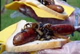 Two sausages in white break, both topped with onion and barbecue sauce.