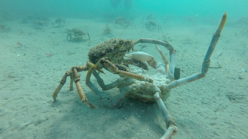 A predator spider crab rests its claws on top of another overturned crab which is missing a leg.