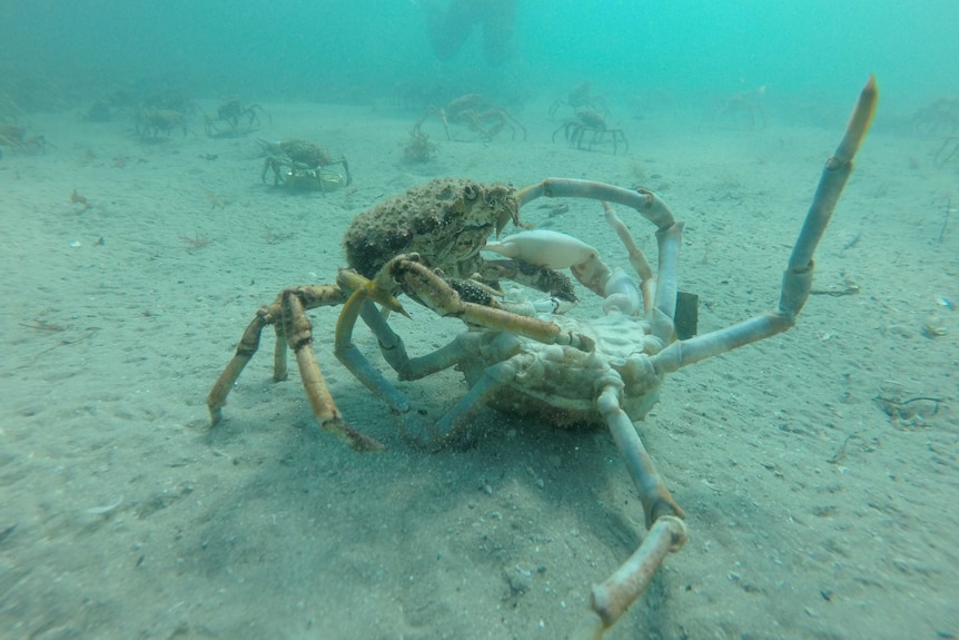 A predator spider crab rests its claws on top of another overturned crab which is missing a leg.