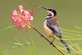 A brown, white and black bird with long black beak stands next to a pink grevillea flower.