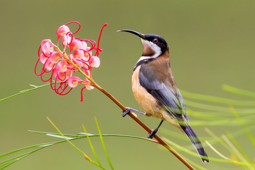 A brown, white and black bird with long black beak stands next to a pink grevillea flower.