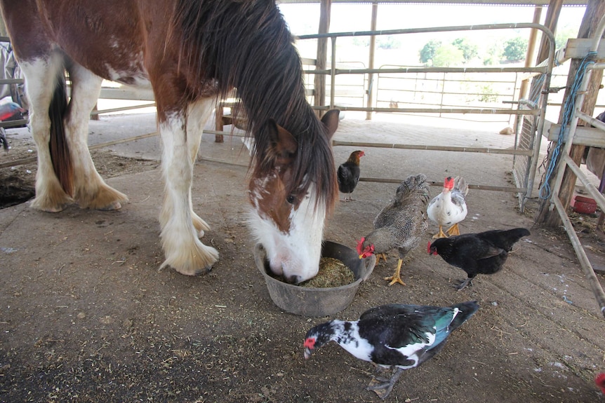 Dawn the Clydesdale