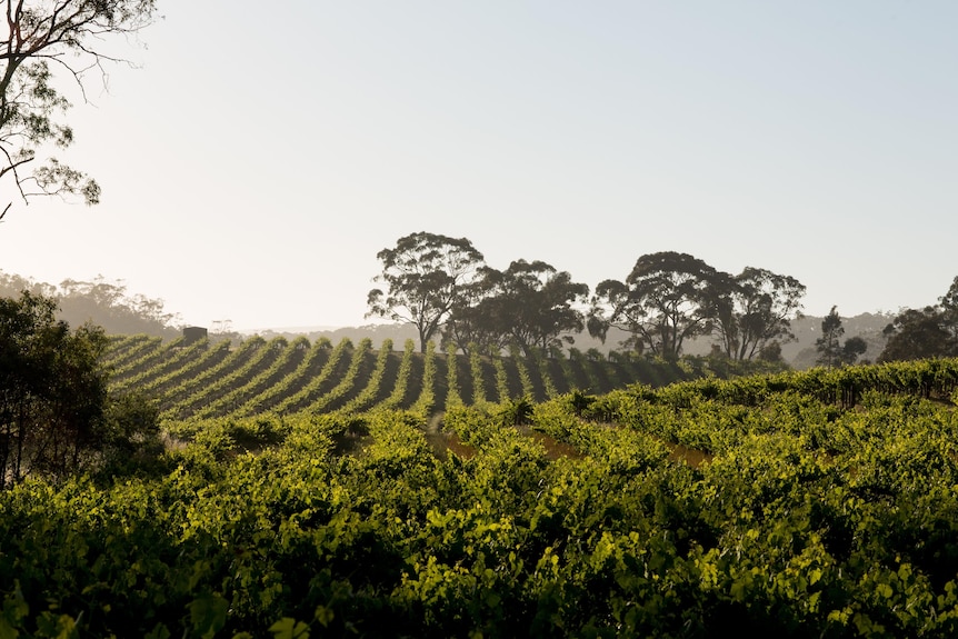 A landscape photo of the Mitchell Wines.