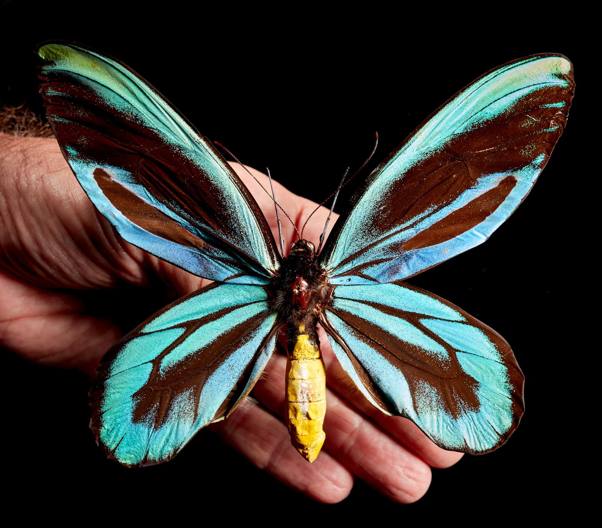 cover of episode The biggest butterfly of all